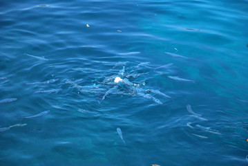 Fototapeta premium Feeding fish