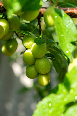 Cherry plum on a branch in the garden
