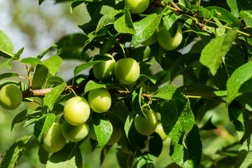 Cherry plum on a branch in the garden