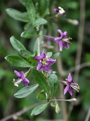 Flowering Lycium barbarum