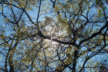 sonne scheint durch äste im frühling