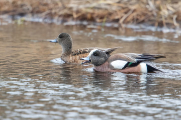 American Widgeon Pair