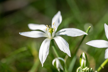 wildblume am wegesrand im frühling