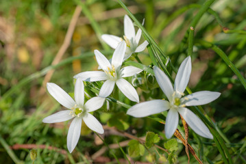 Fototapeta premium weiße sternförmige blumen in einer kräuterwiese