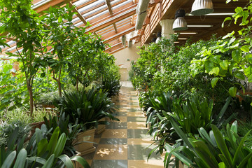 Fototapeta na wymiar Greenhouse interior