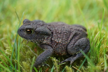 toad close up in green grass