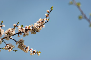 Flowering branch of apricot on a background of blue clear sky