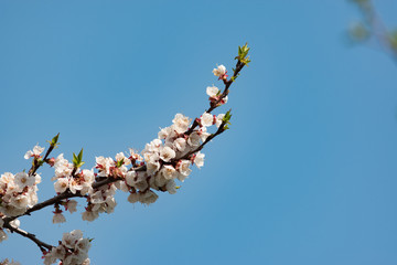 Flowering branch of apricot on a background of blue clear sky