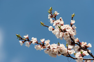 Flowering branch of apricot on a background of blue clear sky