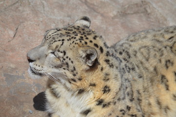 Snow leopard on a rock
