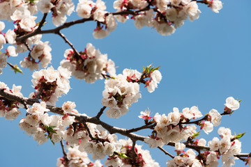 Flowering branch of apricot on a background of blue clear sky