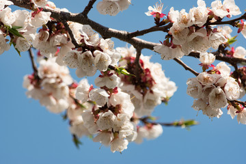 Flowering branch of apricot on a background of blue clear sky