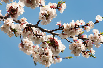 Flowering branch of apricot on a background of blue clear sky