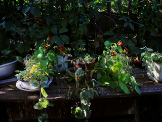 flowers in pots autumn garden