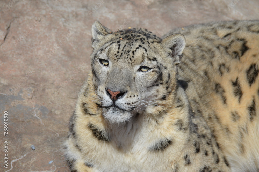 Sticker Snow leopard on a rock