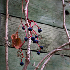 autumn decorative grapes
