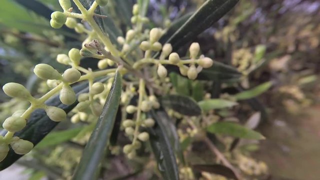 Olive Branches In Bloom About To Leave In Spring, Movement Of Soft Chamber.