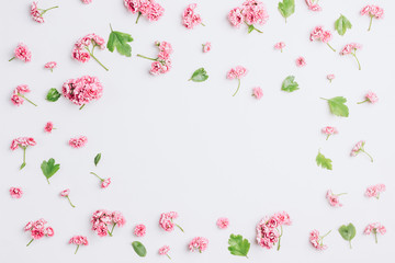 Spring flowers. Pink flowers on white background