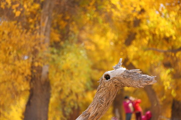 Bright yellow fall at Huyanglin Scenic Area