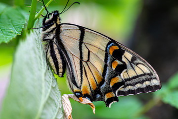 Close up Butterfly