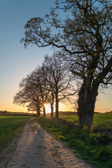 Fototapeta na wymiar Baum-Allee aus Eichen im Frühling im Sonnenuntergang, Schleswig-Holstein