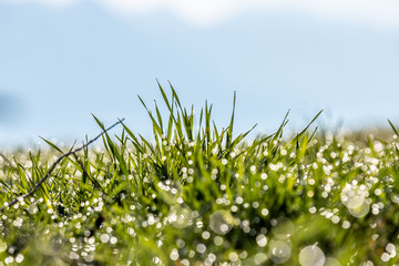Rosée matinale sur l'herbe