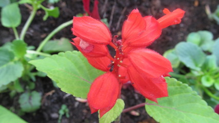 spring red flowers in the city garden  