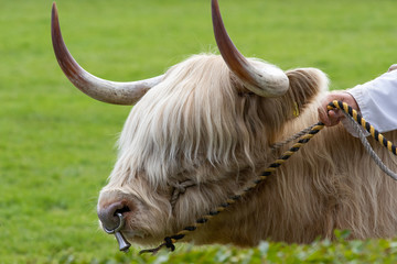 Cow judging at the Great Yorkshire Show