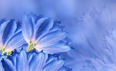flowers tulups on background blue. Blue flowers tulups. floral background.  Flower composition. Nature.