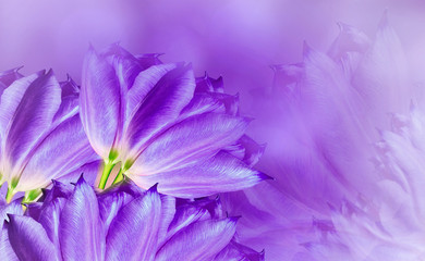 Fototapeta na wymiar flowers tulups on background purple. Purple flowers tulups. floral background. Flower composition. Nature.