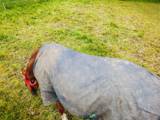 Overhead view of horse on a green pasture.
