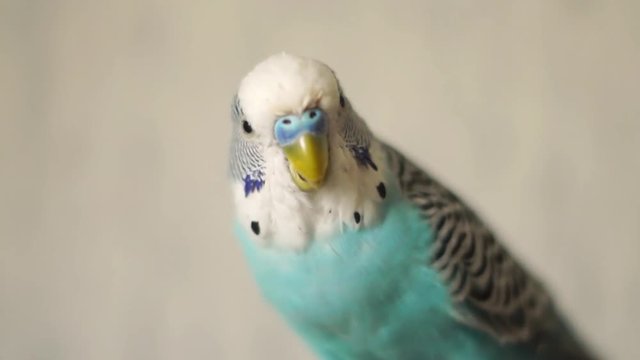 Close-up male blue budgie, pet