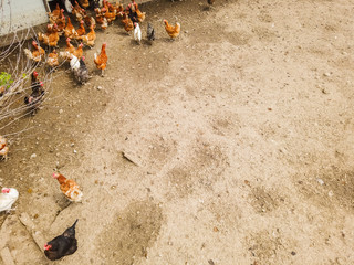 Overhead view of chicken and hens in enclosure. Brown earth underground.