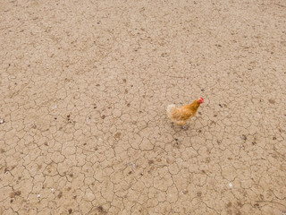Overhead view of chicken and hens in enclosure. Brown earth underground.