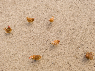 Overhead view of chicken and hens in enclosure. Brown earth underground.