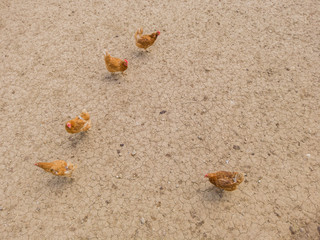 Overhead view of chicken and hens in enclosure. Brown earth underground.
