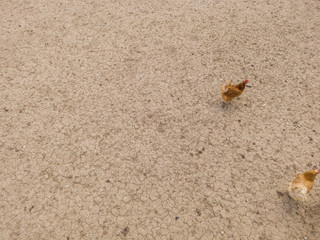 Overhead view of chicken and hens in enclosure. Brown earth underground.