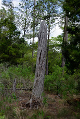 Woodland park with mash lands and sand by Virginia Beach