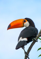 Naklejka premium Toucan in a branch , looking to the side