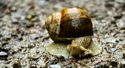 Ślimak © Pawe