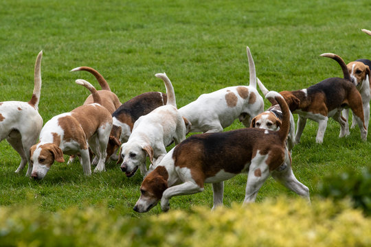 Hunt leaders led dozens of hounds into the main ring