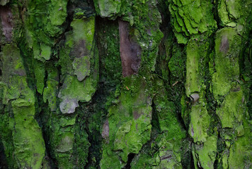 Close up on vibrant green moss growing on tree bark