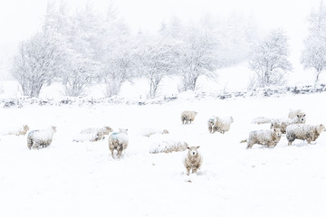 Sheep in the snow