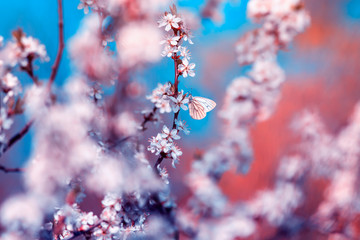 beautiful little butterflies flit over the branches with white the shrub buds blooming in the May warm sunny garden against the bright sun
