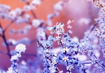 white small butterfly sitting on branches with fluffy fragrant flowers and shrub buds blossoming in May warm sunny garden in lilac flowers ah