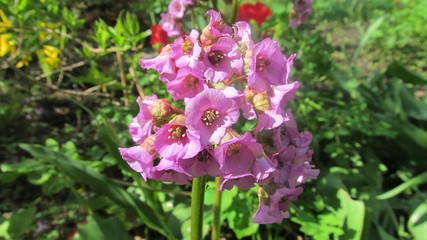 spring lilac flowers in the city garden  