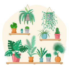 Obraz premium House plants collection in flat style with details, indoor home plants in colorful pots on shelves, green set, palm, cactus, fern, vector greenery illustration