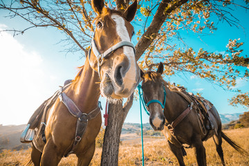 Close Up Two Horses at Sunset