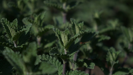 Green leaf 