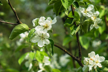 Gentle white apple flowers on a branch on a blurred background